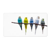 Budgies (Vorne)