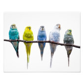 Budgies Fotodruck (Vorne)