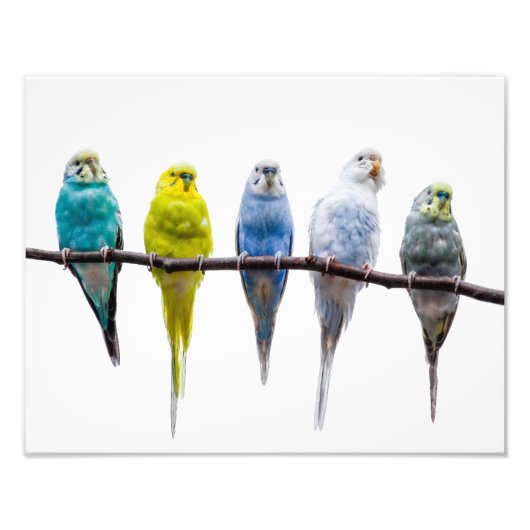 Budgies Fotodruck (Vorne)