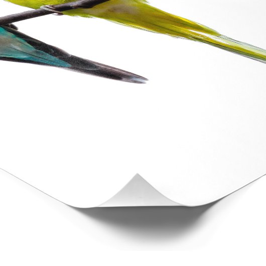 Budgies Fotodruck (Ecke)