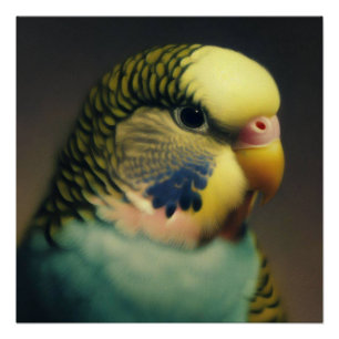 Budgie's Gelassenheit Poster