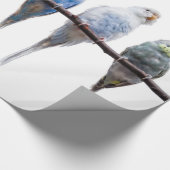 Budgies Geschenkpapier (Ecke)
