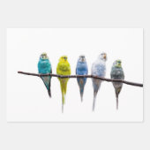 Budgies Geschenkpapier Set (Vorderseite 2)