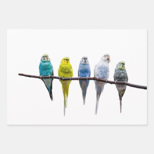 Budgies Geschenkpapier Set (Vorderseite 2)