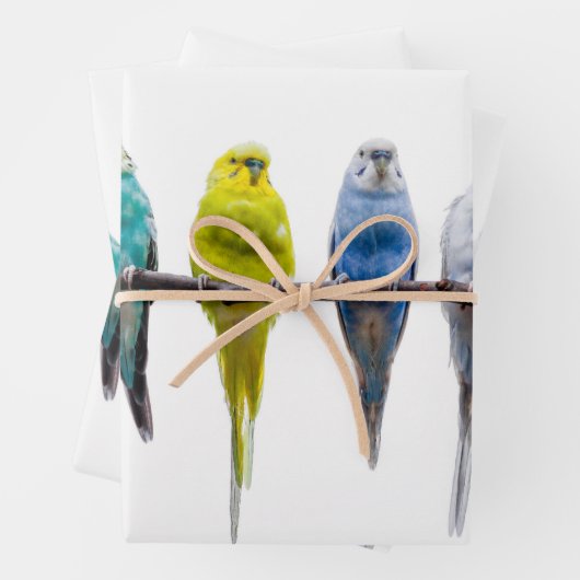 Budgies Geschenkpapier Set (Beispiel)
