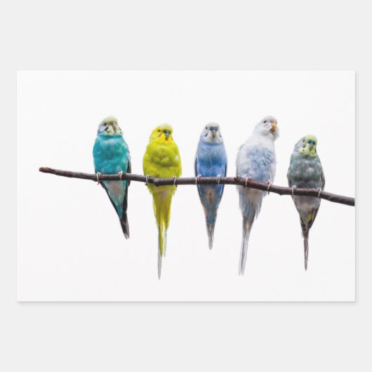 Budgies Geschenkpapier Set (Vorderseite)