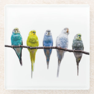 Budgies Glasuntersetzer
