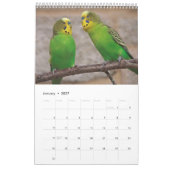 Budgies-Kalender Kalender (Jan 2027)