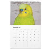 Budgies-Kalender Kalender (Feb 2027)