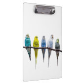 Budgies Klemmbrett (Rechts)