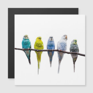 Budgies Magnetkarte
