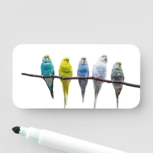 Budgies Namensschild