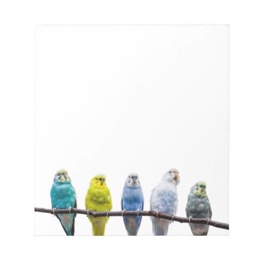 Budgies Notizblock (Vorderseite)