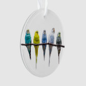 Budgies Ornament (Vorderseite)