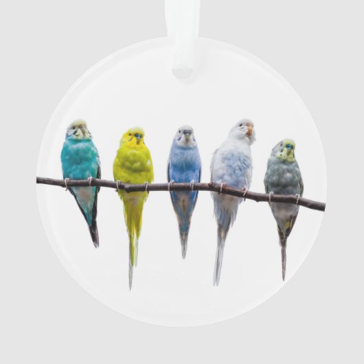Budgies Ornament (Rückseite)