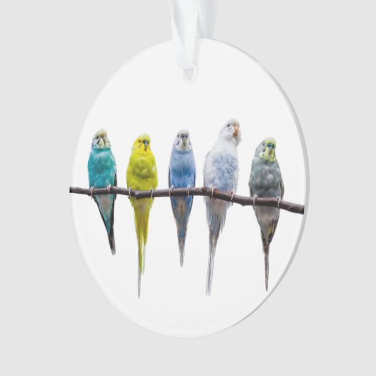 Budgies Ornament (Vorderseite)