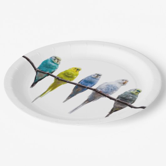 Budgies Pappteller (Schrägansicht)