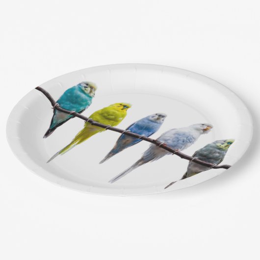 Budgies Pappteller (Schrägansicht)