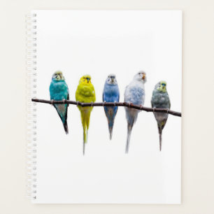 Budgies Planer