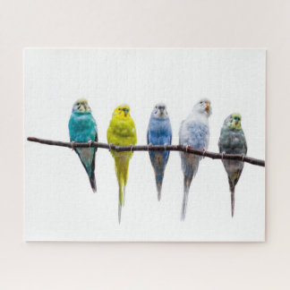 Budgies Puzzle