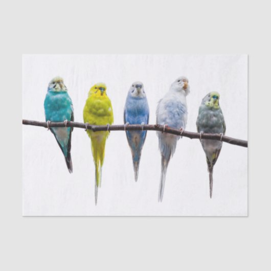 Budgies Seidenpapier (Vorderseite)
