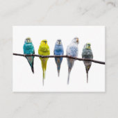 Budgies Visitenkarte (Vorderseite)