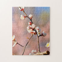 Buds of japan Apricot Blume im Frühjahr