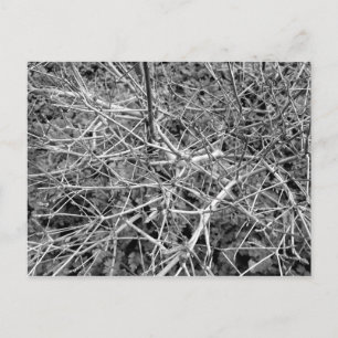 Buds of White enkianthus Postkarte