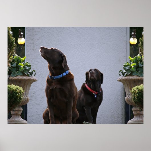 "Buds", Schokolade-Labrador Poster (Vorne)