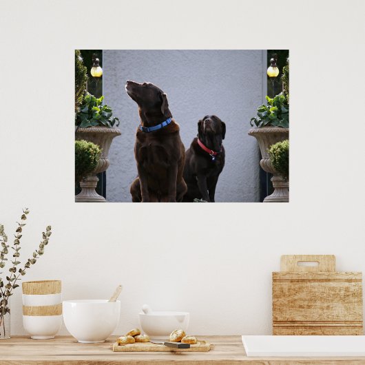 "Buds", Schokolade-Labrador Poster (Küche)