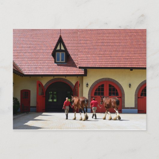 Budweiser Clydesdale Pferde in New Hampshire Postkarte (Vorderseite)