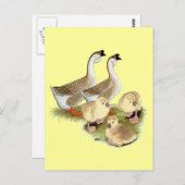 Buff African Goose Family Postkarte (Vorne/Hinten)