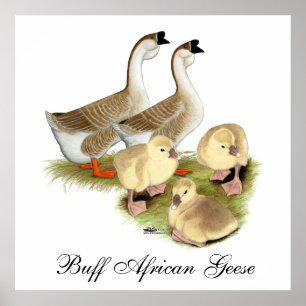 Buff Afrikanische Gänsef Familie Poster