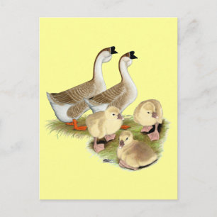 Buff Afrikanische Gänsef Familie Postkarte