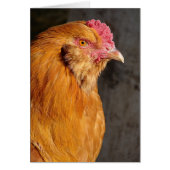 Buff Ameraucana Rooster Jedes Anlasses (Vorne)