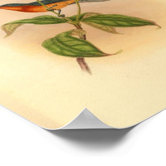 Buff Bellied Red Fantail Flycatcher Bird Print Poster (Ecke)