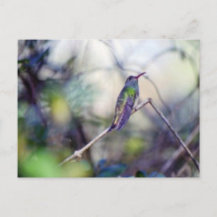 Buff-belogene Postkarte