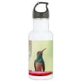 Buff-Bummingbird in Texas Edelstahlflasche (Vorderseite)