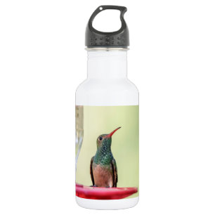 Buff-Bummingbird in Texas Edelstahlflasche