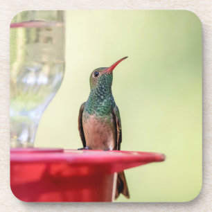 Buff-Bummingbird in Texas Getränkeuntersetzer