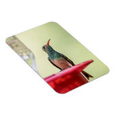 Buff-Bummingbird in Texas Magnet (Rechte Seite)
