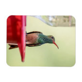 Buff-Bummingbird in Texas Magnet (Horizontal)