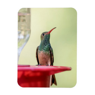 Buff-Bummingbird in Texas Magnet