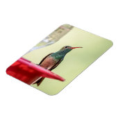 Buff-Bummingbird in Texas Magnet (Linke Seite)