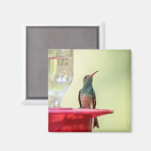 Buff-Bummingbird in Texas Magnet (Vorderseite/Rückseite)