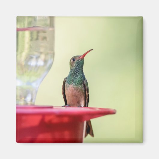 Buff-Bummingbird in Texas Magnet (Vorne)