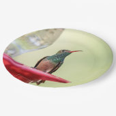 Buff-Bummingbird in Texas Pappteller (Schrägansicht)