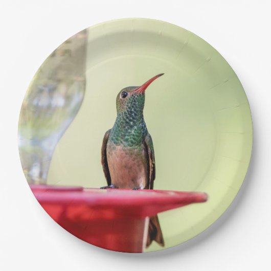 Buff-Bummingbird in Texas Pappteller (Vorderseite)