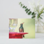 Buff-Bummingbird in Texas Postkarte (Stehend Vorderseite)