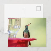Buff-Bummingbird in Texas Postkarte (Vorne/Hinten)